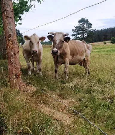 Wrzosowe Wzgorze - Azjatycki *