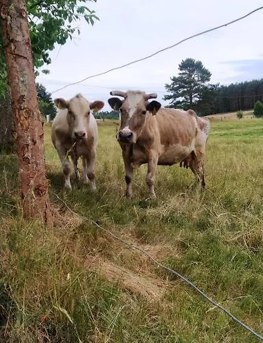 Wrzosowe Wzgorze - Azjatycki *